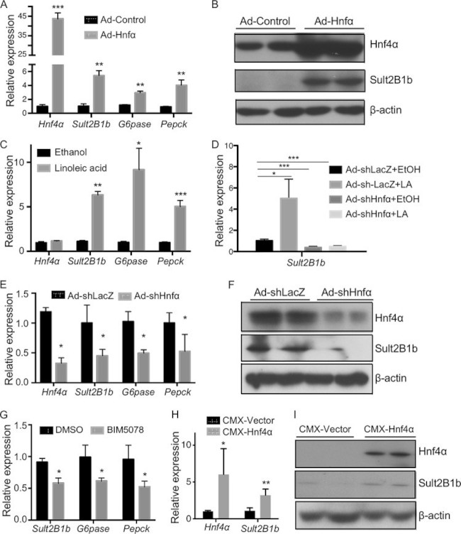 HNF4A Antibody in Western Blot (WB)