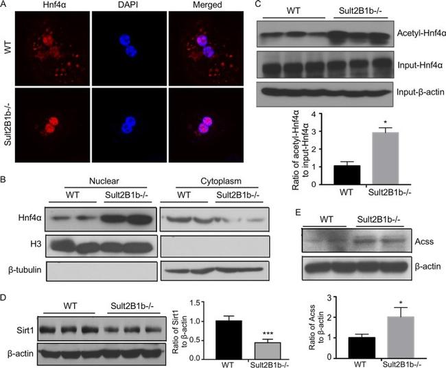 HNF4A Antibody in Immunocytochemistry (ICC/IF)