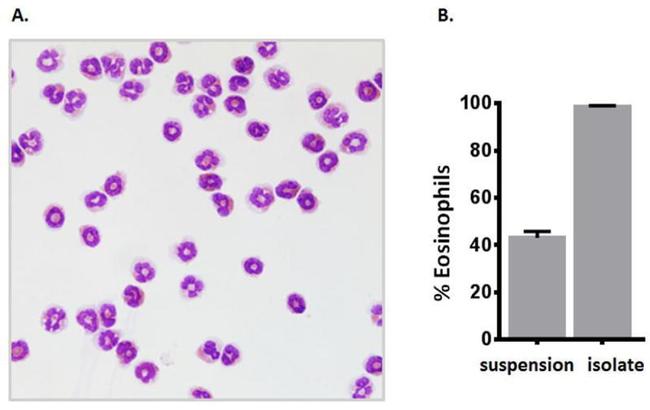 MHC Class II (I-A/I-E) Antibody in Flow Cytometry (Flow)