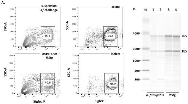 MHC Class II (I-A/I-E) Antibody in Flow Cytometry (Flow)