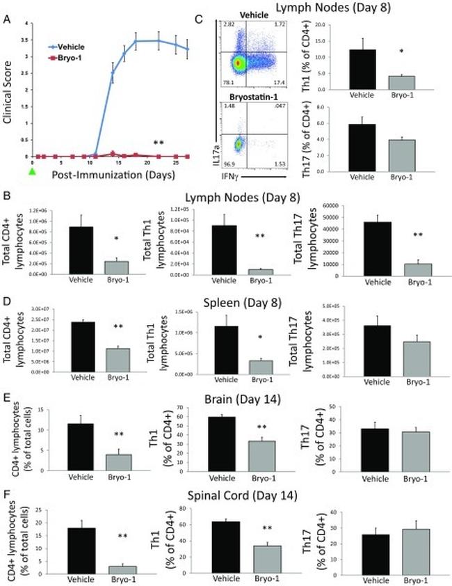 CD4 Antibody in Flow Cytometry (Flow)