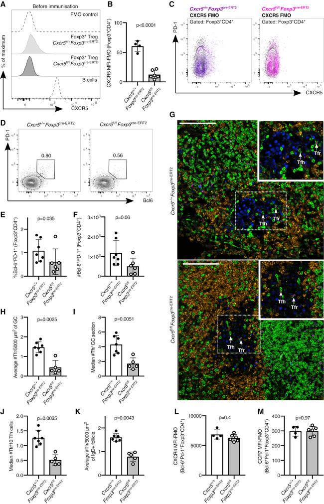 FOXP3 Antibody in Immunohistochemistry, Flow Cytometry (IHC, Flow)