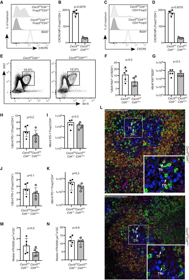 FOXP3 Antibody in Flow Cytometry (Flow)