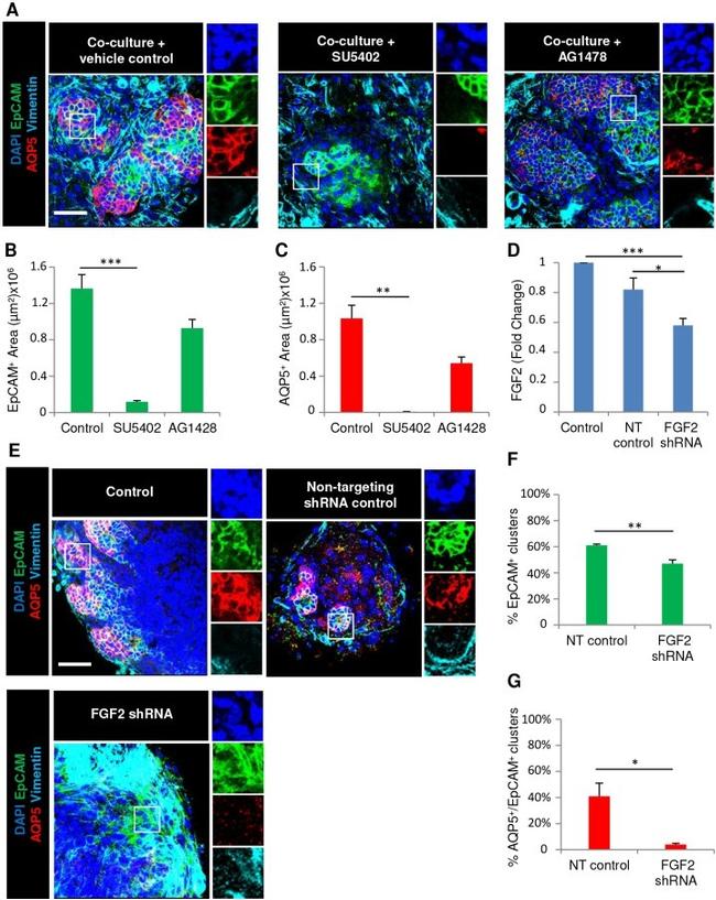 CD326 (EpCAM) Antibody in Immunocytochemistry (ICC/IF)