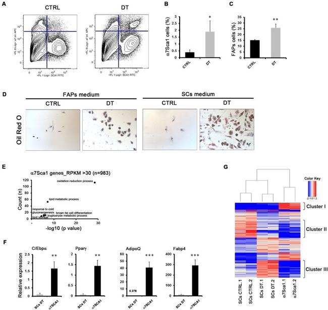 TER-119 Antibody in Flow Cytometry (Flow)