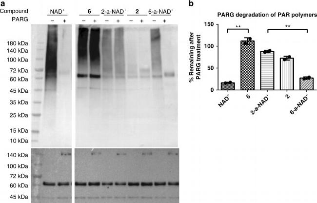 6x-His Tag Antibody in Western Blot (WB)