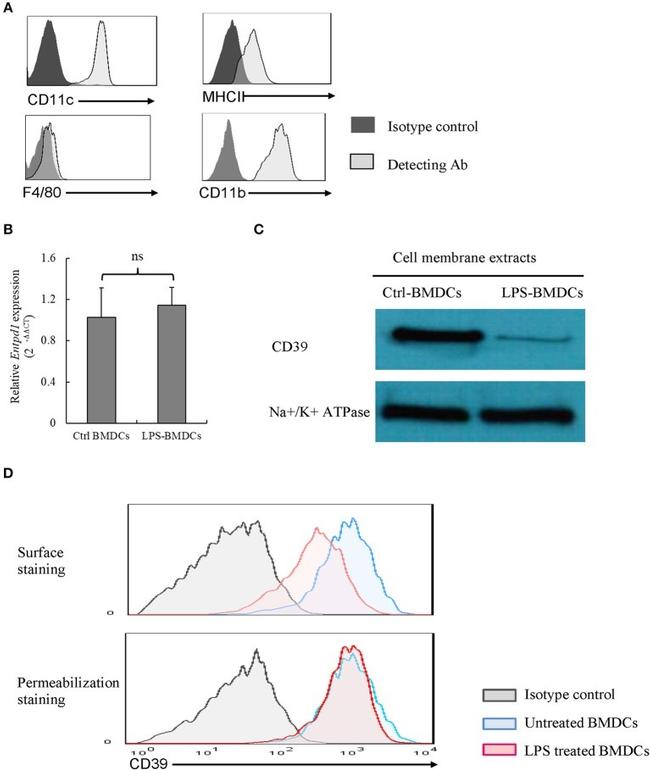 CD39 Antibody in Flow Cytometry (Flow)