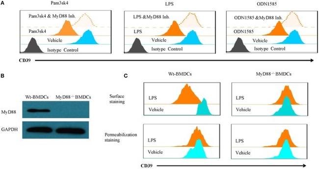 CD39 Antibody in Flow Cytometry (Flow)