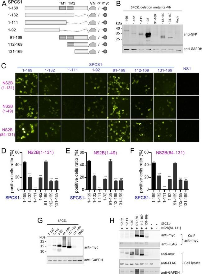 c-Myc Antibody in Western Blot (WB)