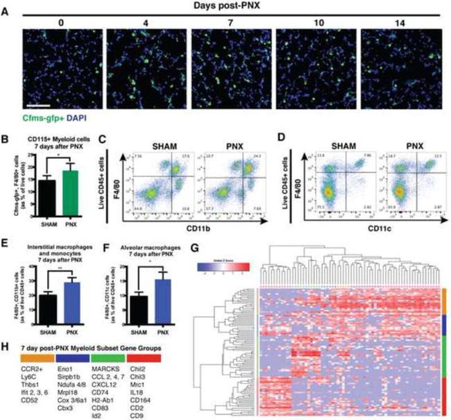 F4/80 Antibody in Flow Cytometry (Flow)