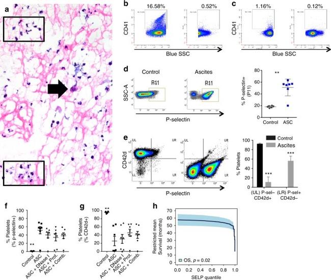 CD41a Antibody in Flow Cytometry (Flow)