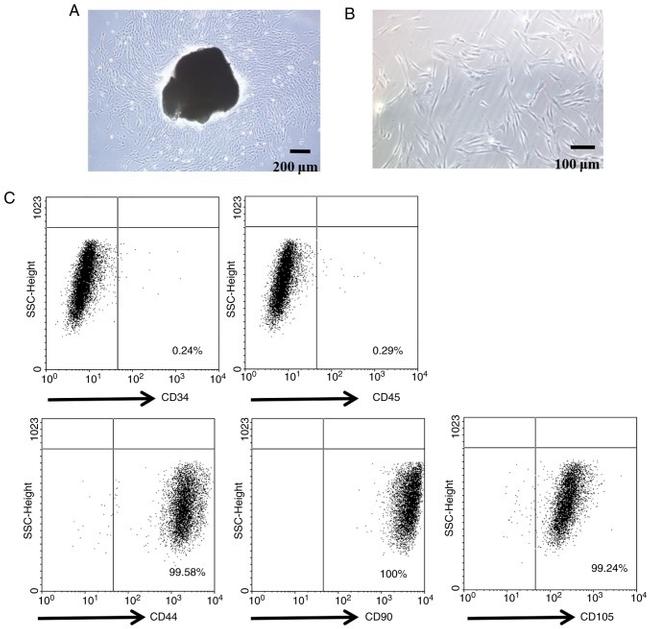 CD45 Antibody in Flow Cytometry (Flow)