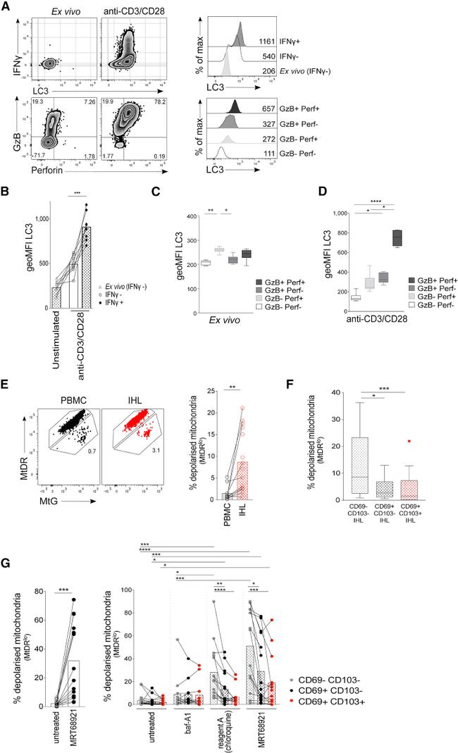 CD28 Antibody in T-Cell Activation (TCA)