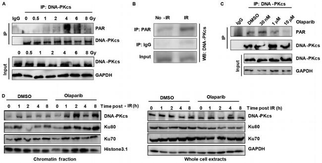 DNA-PK Antibody in Western Blot, Immunoprecipitation (WB, IP)