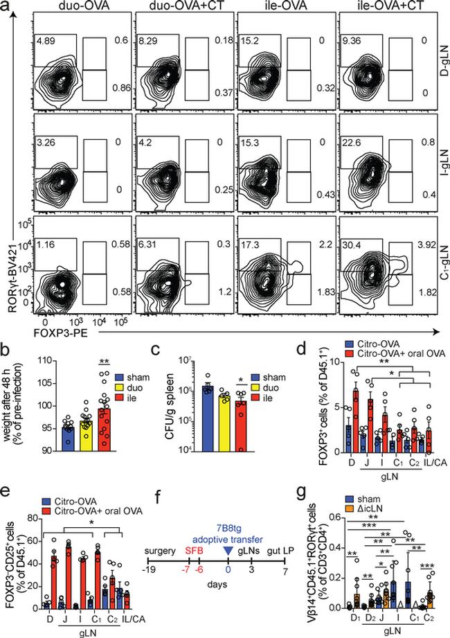 FOXP3 Antibody in Flow Cytometry (Flow)