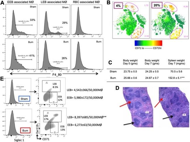 F4/80 Antibody in Flow Cytometry (Flow)