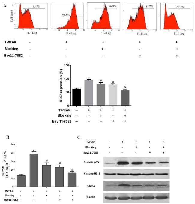 Ki-67 Antibody in Flow Cytometry (Flow)