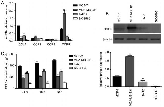 CCR5 Antibody in Western Blot (WB)