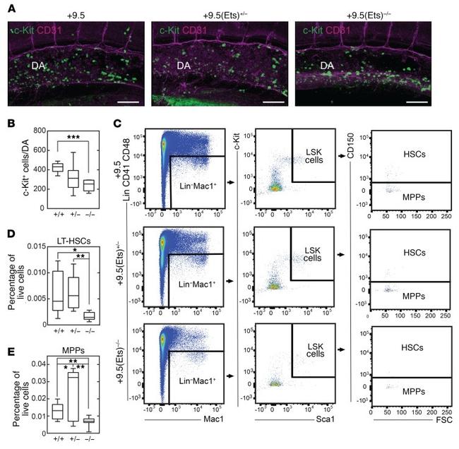 CD41a Antibody in Flow Cytometry (Flow)