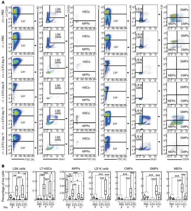 CD48 Antibody in Flow Cytometry (Flow)