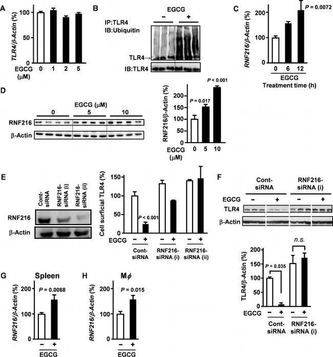 TLR4/MD-2 Complex Antibody in Flow Cytometry (Flow)