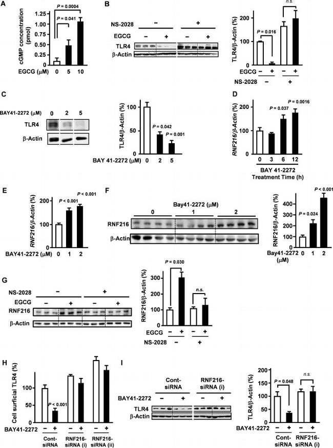 TLR4/MD-2 Complex Antibody in Flow Cytometry (Flow)