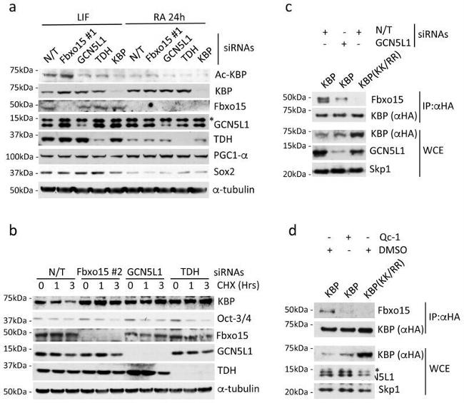 SOX2 Antibody in Western Blot (WB)