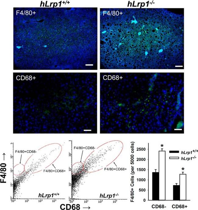 F4/80 Antibody in Immunocytochemistry, Flow Cytometry (ICC/IF, Flow)