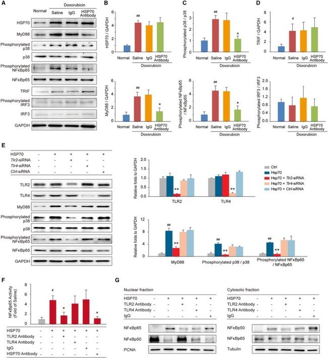 HSP70 Antibody in Neutralization (Neu)