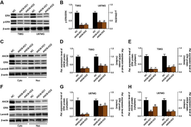 ERK1/ERK2 Antibody in Western Blot (WB)