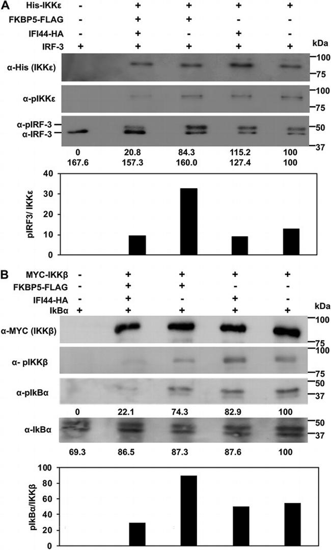 6x-His Tag Antibody in Western Blot (WB)