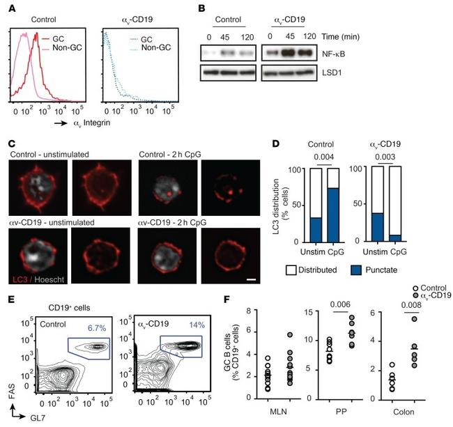 GL7 Antibody in Flow Cytometry (Flow)