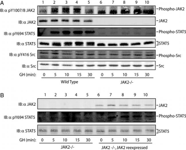 Phospho-STAT5 alpha (Tyr694) Antibody in Western Blot (WB)