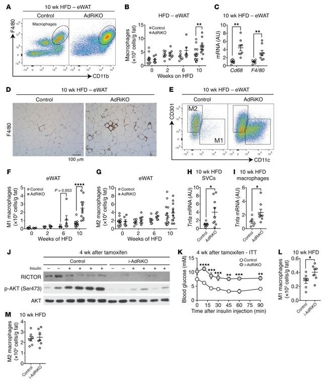 CD11c Antibody in Flow Cytometry (Flow)