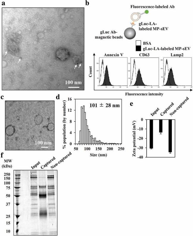 CD107b (LAMP-2) Antibody in Flow Cytometry (Flow)