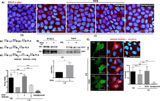 HA Tag Antibody in Proximity Ligation Assay (PLA) (PLA)