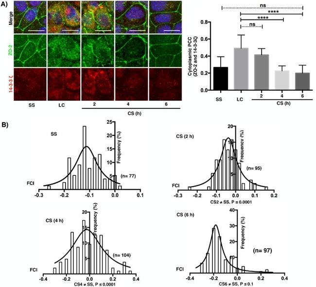 ZO-2 Antibody in Immunocytochemistry (ICC/IF)