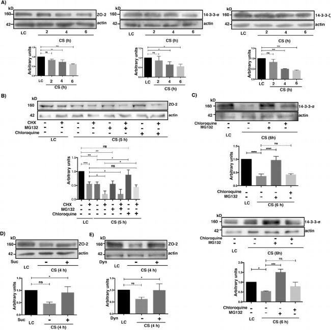 ZO-2 Antibody in Western Blot (WB)