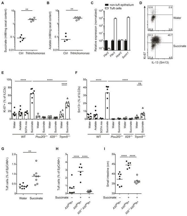 Ki-67 Antibody