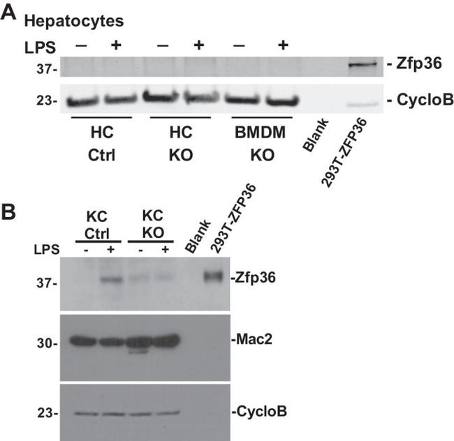 Galectin 3 Antibody in Western Blot (WB)