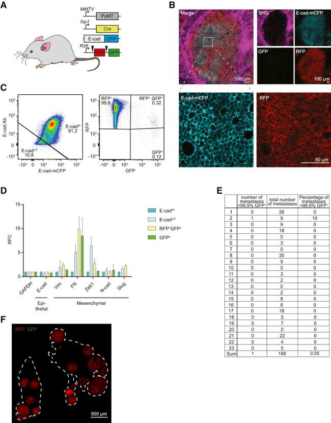 CD324 (E-Cadherin) Antibody in Flow Cytometry (Flow)