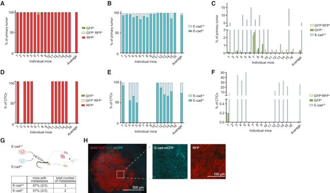 CD324 (E-Cadherin) Antibody in Flow Cytometry (Flow)