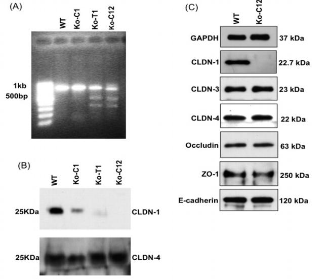 Claudin 3 Antibody in Western Blot (WB)