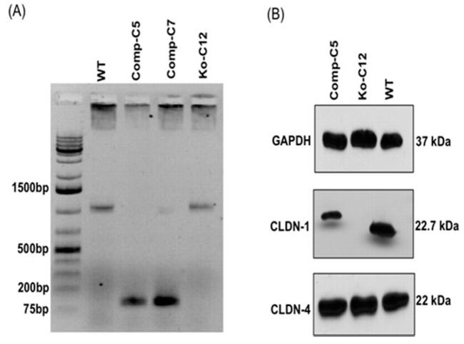 Claudin 4 Antibody in Western Blot (WB)