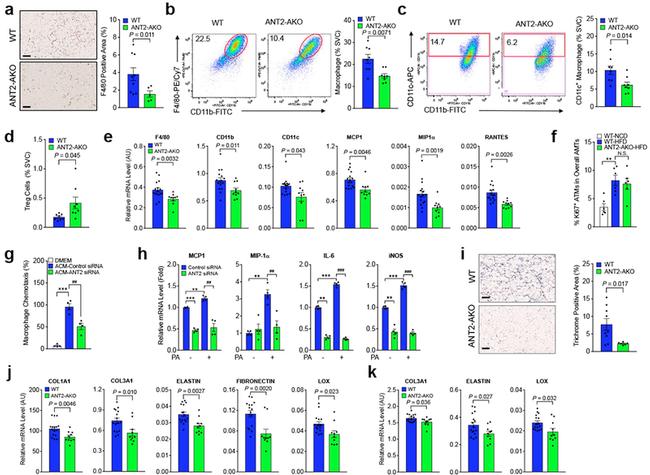 F4/80 Antibody in Flow Cytometry (Flow)