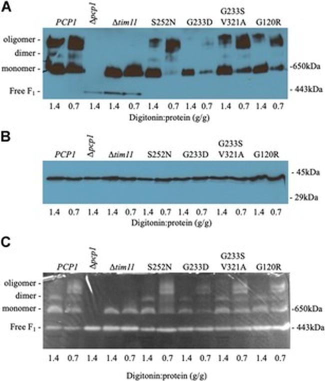 ATP5A1 Antibody in Western Blot (WB)