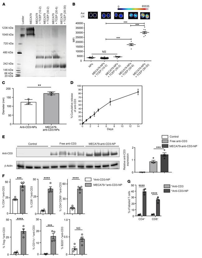 CD3 Antibody in Western Blot (WB)