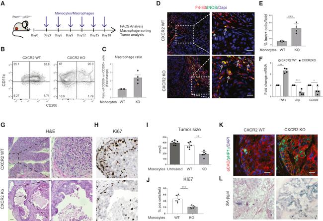 F4/80 Antibody in Immunohistochemistry (IHC)