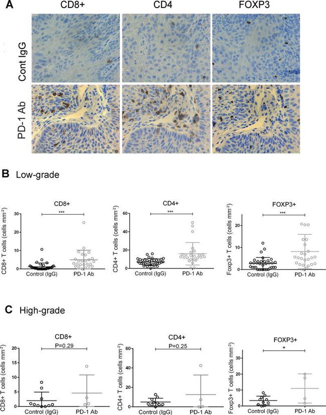 FOXP3 Antibody in Immunohistochemistry (IHC)