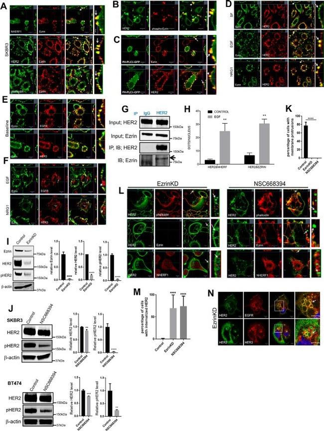 Ezrin Antibody in Proximity Ligation Assay (PLA) (PLA)